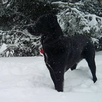 Жулиде Чолак