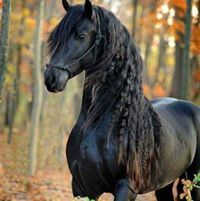 Yasser Ahmed