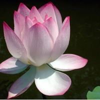 داعيه الخير