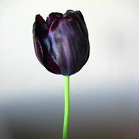 Tulip Queen