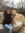 Lizette Langefels 