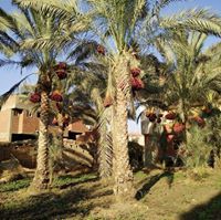 إبراهيم صلاح