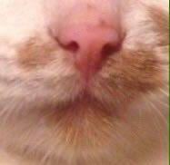 Kateryna Riznychenko