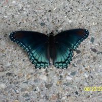 Vicky Stephens-Gossett