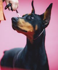 Ka-Tet Dobermans