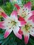 Hyacinth Bridgerton