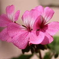 محمد إبراهيم