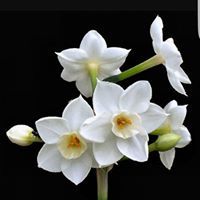 زهرة النرجس