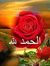 Ahmed M...