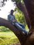 Mahesh ...