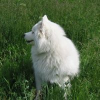 Предраг Чапо