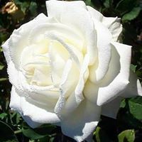 قاسم الذبيان