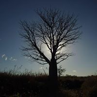 Jacqueline Henderson