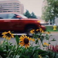 الجنه امنيتي