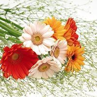 Reshma Mathew