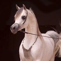 وحي الخواطر