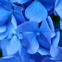 إسراء عنيزان