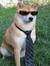 Dog Jacob