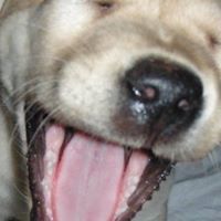 Петър Михайлов