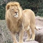 اسد العزاوي