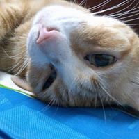 Suchaya Eur-Arreephan