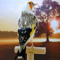 سفيان سهايلية