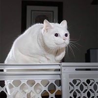 Екатерина Шведова