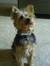 Rocco K...