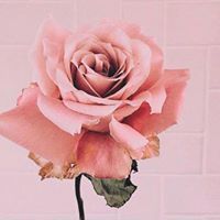 rosa