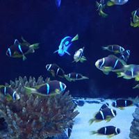 محمد العطار