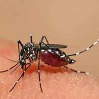 দেবাশীষ ব্যানার্জী