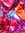 Amber | 1 comments