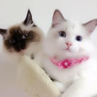 Congling Celine Wang