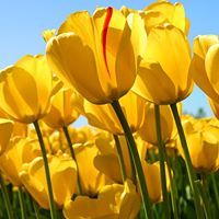 بوعلي المعيلي