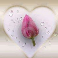 جهاد الرجال