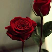 أميرة آلورد