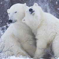 លោកបង ខ្លាឃ្មុំធំ