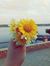 Dalia N...
