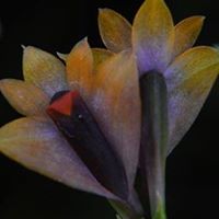 Foresta Orchids