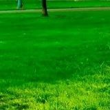 გიორგი ჭეიშვილი