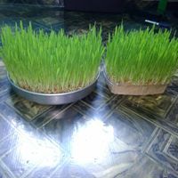 Mohamud Mire Kuuriya