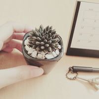 Hà Củi