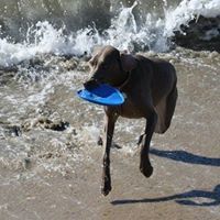 Haley Weimaraner