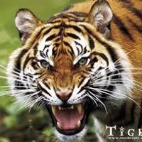 الساحر العربى