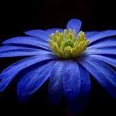 মধুছন্দা মুখার্জি