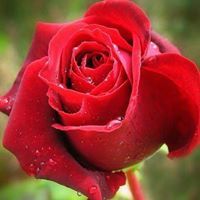 انيسة بن ظبوي