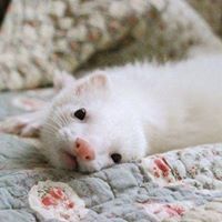 สโหนน้อย เรือนงาม