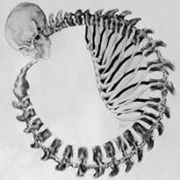 Felipe Meneses Rocuant