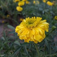 ايمان عبدالله