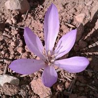 محسن المحمد